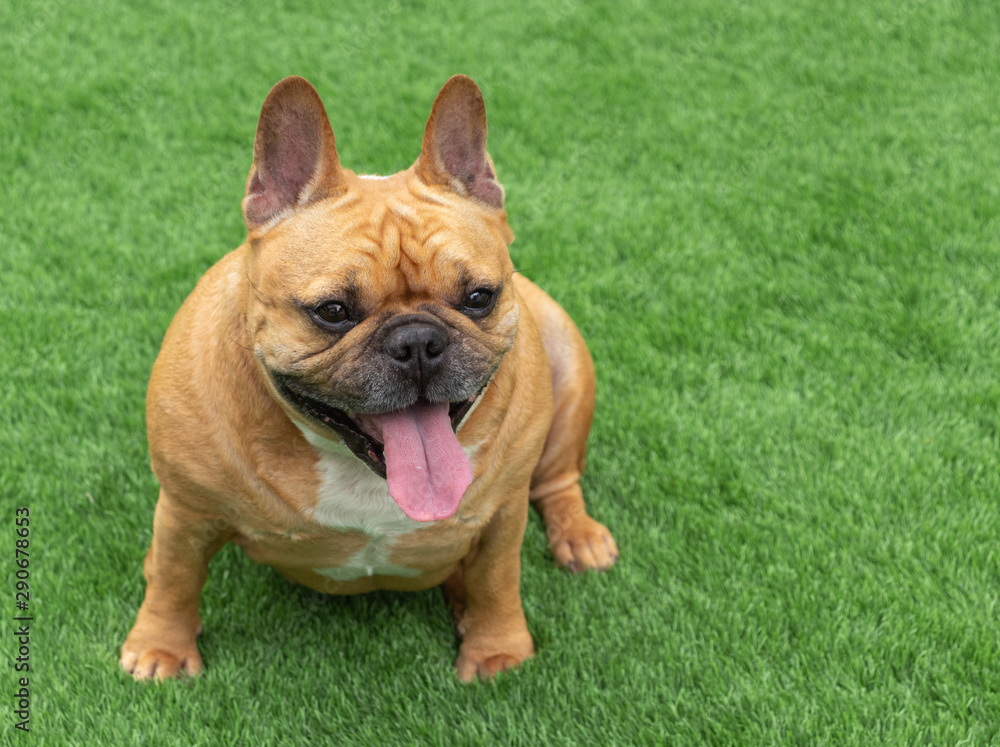 Fototapeta premium Set of young puppy french bulldog playing and activity around the house both indoor and outdoor