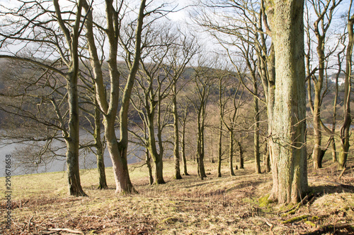 winter scene in the forest