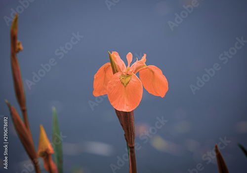 flowers on a pond in santeny, france photo