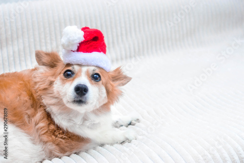 Cute dog in Santa hat. Concept New Year and Christmas. 2020. Copy space