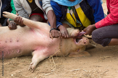 Pig on a local Malagasy market is being inspected photo