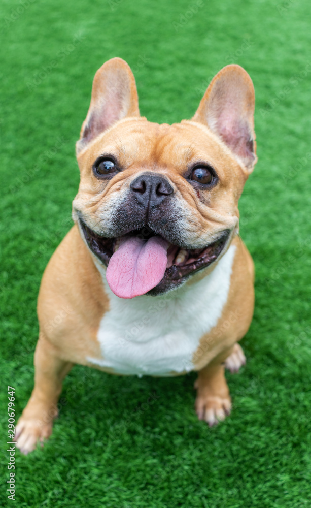 Fototapeta premium Set of young puppy french bulldog playing and activity around the house both indoor and outdoor