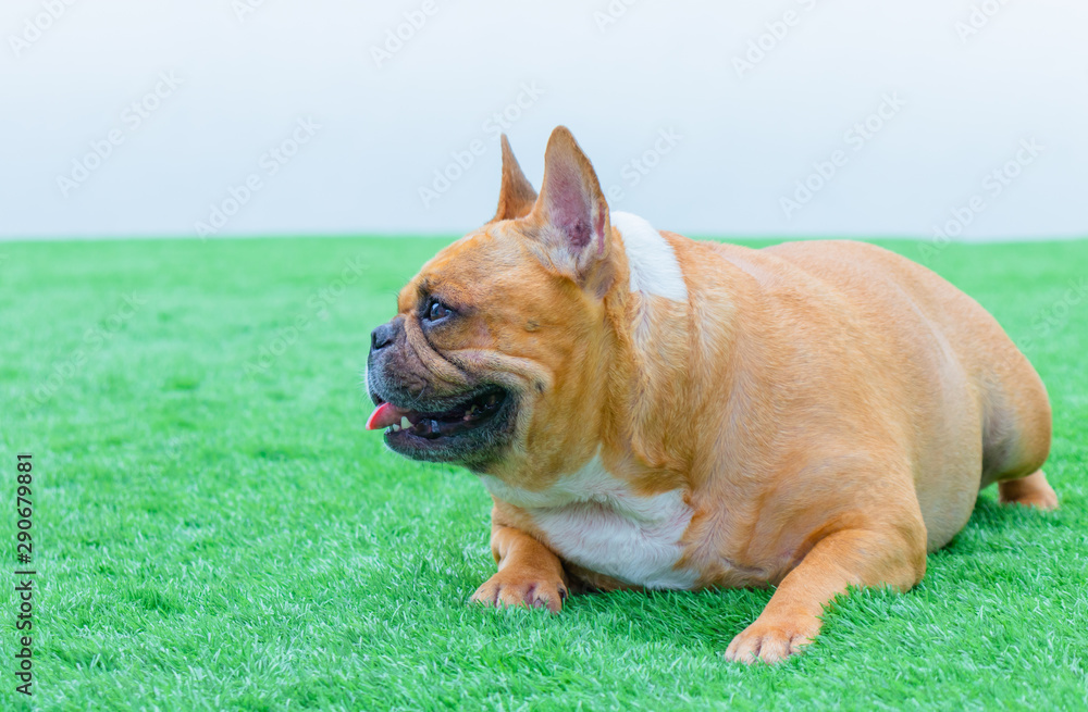 Set of young puppy french bulldog playing and activity around the house both indoor and outdoor