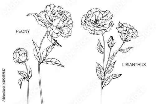 Peony, lisianthus flower and leaf drawing illustration with line art on white backgrounds. photo