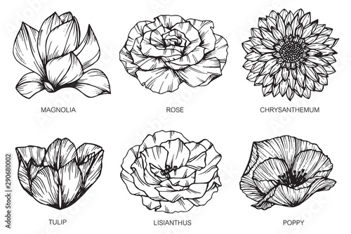 Collection set of flower and leaf drawing illustration with line art on white backgrounds.