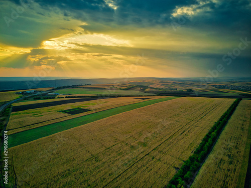 Aerial drone view of grain fields  wheat during golden sunset. Agricultural pattern. Moldova republic of.
