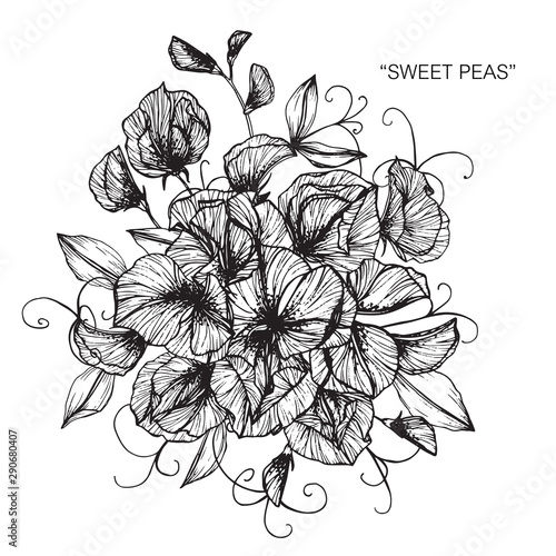 Sweet pea flower and leaf drawing illustration with line art on white backgrounds.