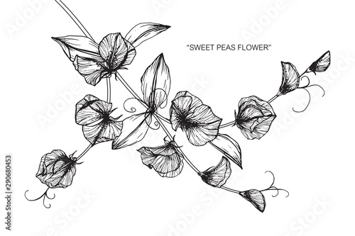 Sweet pea flower and leaf drawing illustration with line art on white backgrounds.