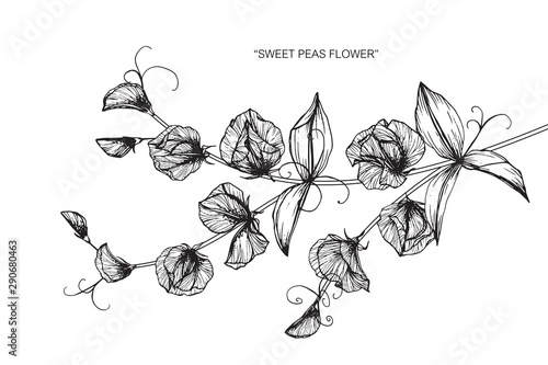 Sweet pea flower and leaf drawing illustration with line art on white backgrounds.