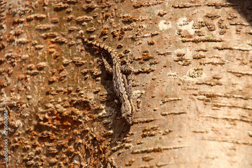 Gecko camouflage against a tree bark