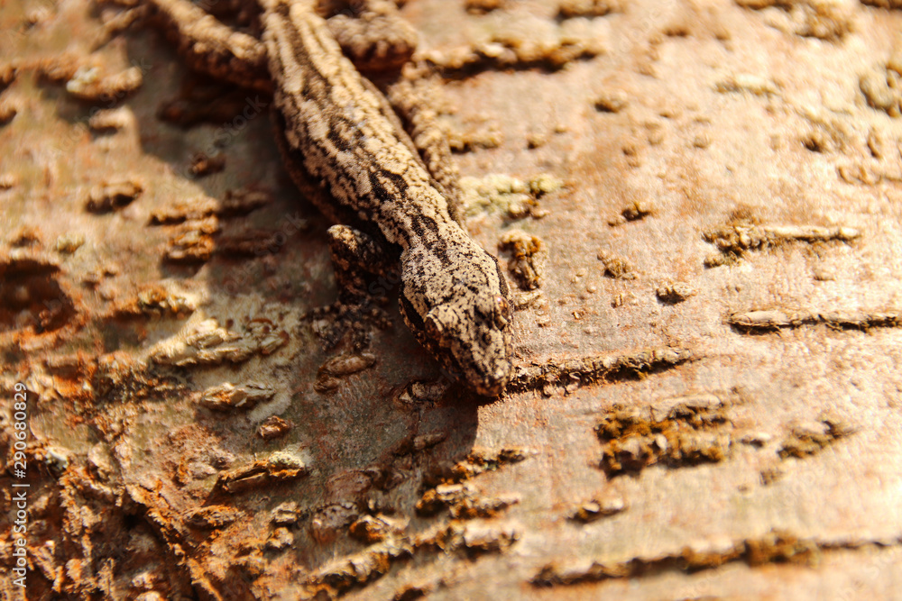 Gecko camouflage against a tree bark Gecko camouflage against a tree bark