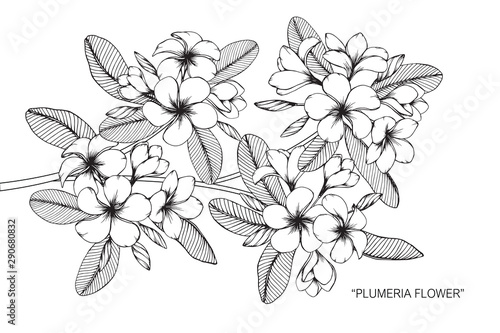 Plumeria flower and leaf drawing illustration with line art on white backgrounds.