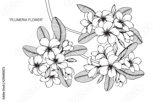 Plumeria flower and leaf drawing illustration with line art on white backgrounds.
