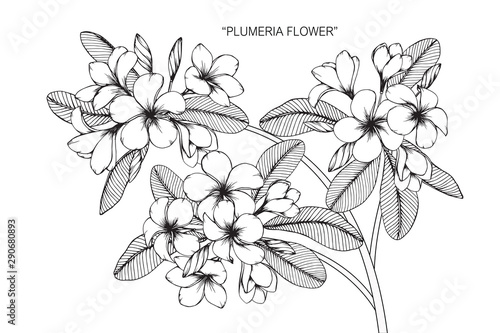 Plumeria flower and leaf drawing illustration with line art on white backgrounds.