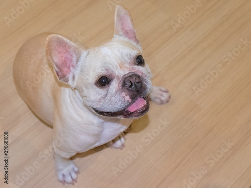 Set of young puppy french bulldog playing and activity around the house both indoor and outdoor © Thitisate
