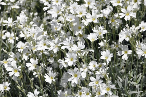 Filziges Hornkraut im Garten photo