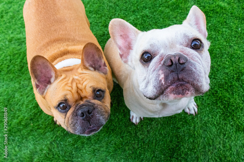 Set of young puppy french bulldog playing and activity around the house both indoor and outdoor