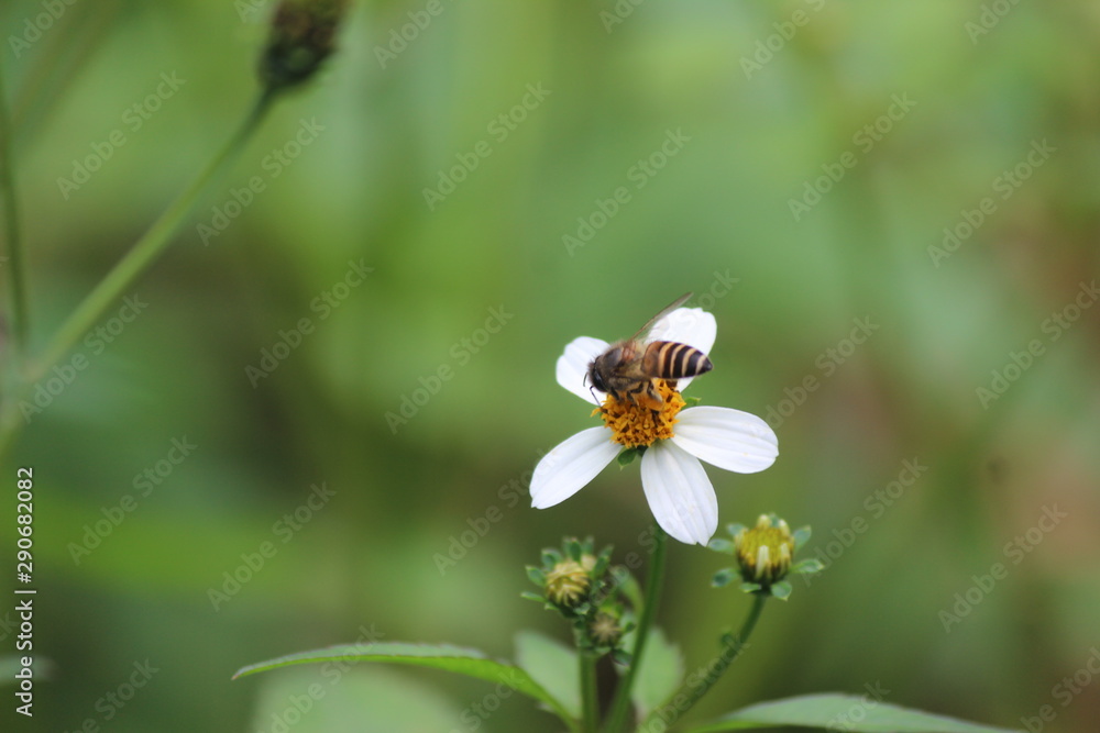 bee bee