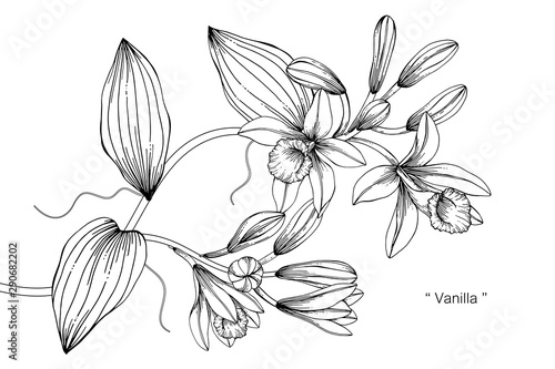 Vanilla flower and leaf drawing illustration with line art on white backgrounds.