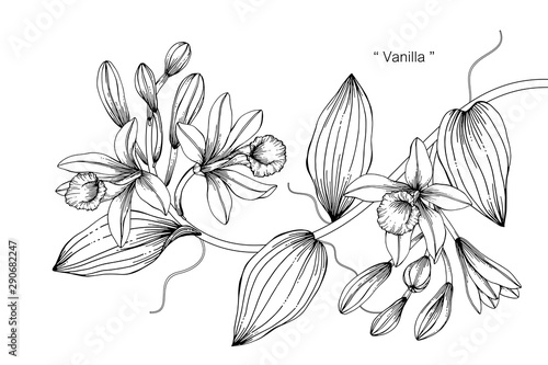 Vanilla flower and leaf drawing illustration with line art on white backgrounds.