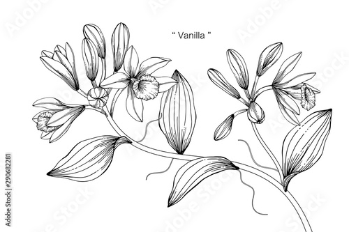 Vanilla flower and leaf drawing illustration with line art on white backgrounds.