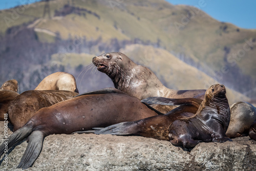 Sea lions onshore, Sakhalin island, Russia.