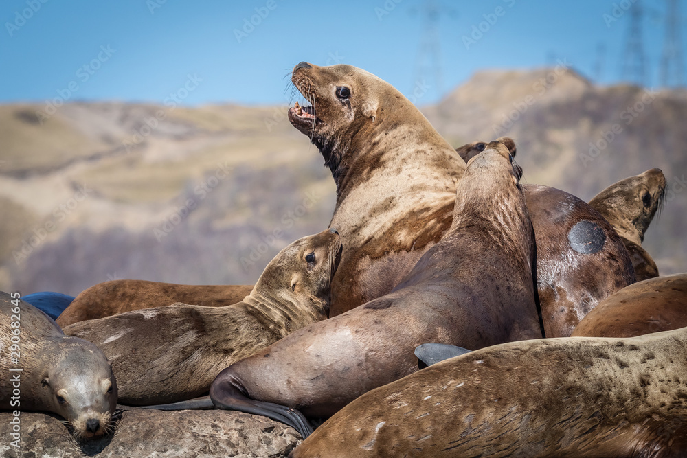 Fototapeta premium Sea lions onshore, Sakhalin island, Russia.