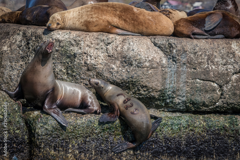 Sea lions onshore, Sakhalin island, Russia. Sea lions onshore, Sakhalin island, Russia.