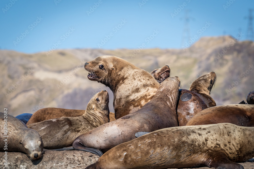 Fototapeta premium Sea lions onshore, Sakhalin island, Russia.