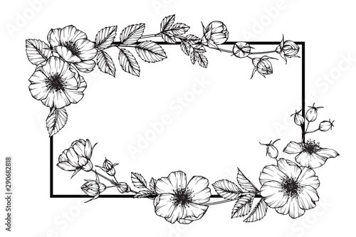 Wild rose flower drawing illustration with line art on white backgrounds.