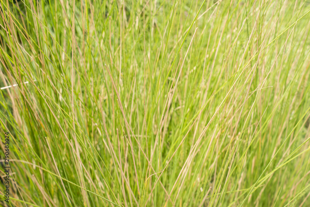 Obraz premium Vetiver Grass