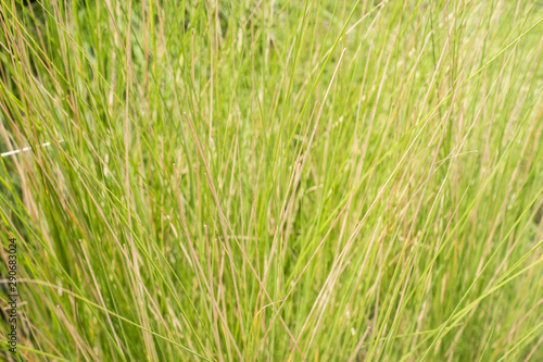 Vetiver Grass photo