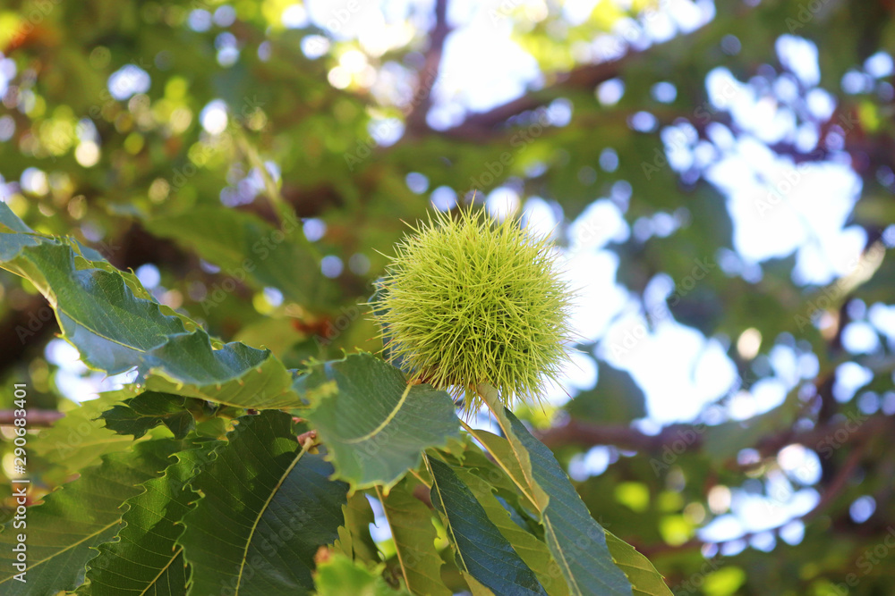 prickly fruit on a European chestnut tree prickly fruit on a European chestnut tree