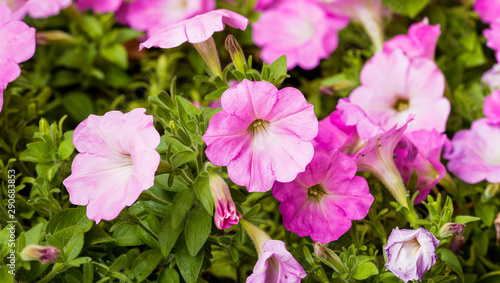 Petunia x hybrida ou P  tunias des jardins de couleur rose