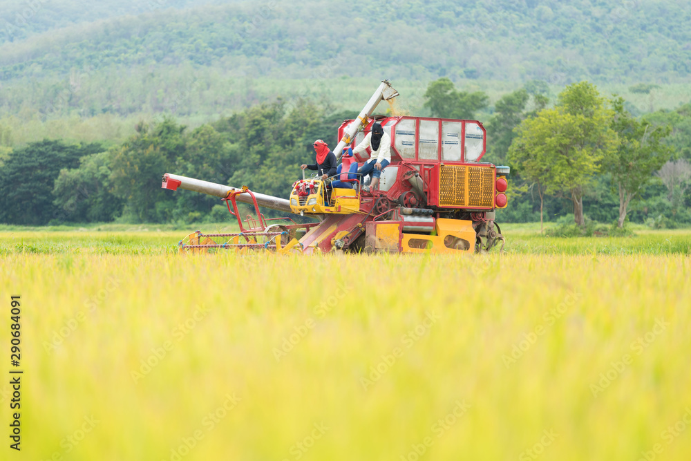 Agriculture Industrial harvesting machinery working in rice Agriculture Industrial harvesting machinery working in rice