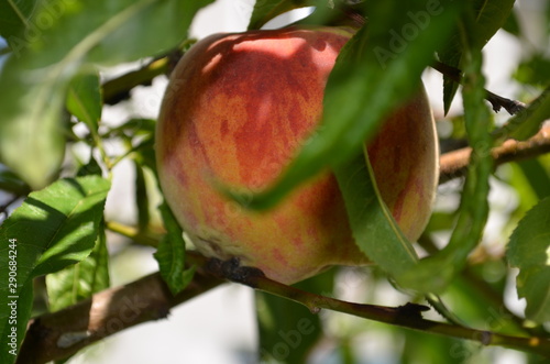 Ripe peach fruit in summer