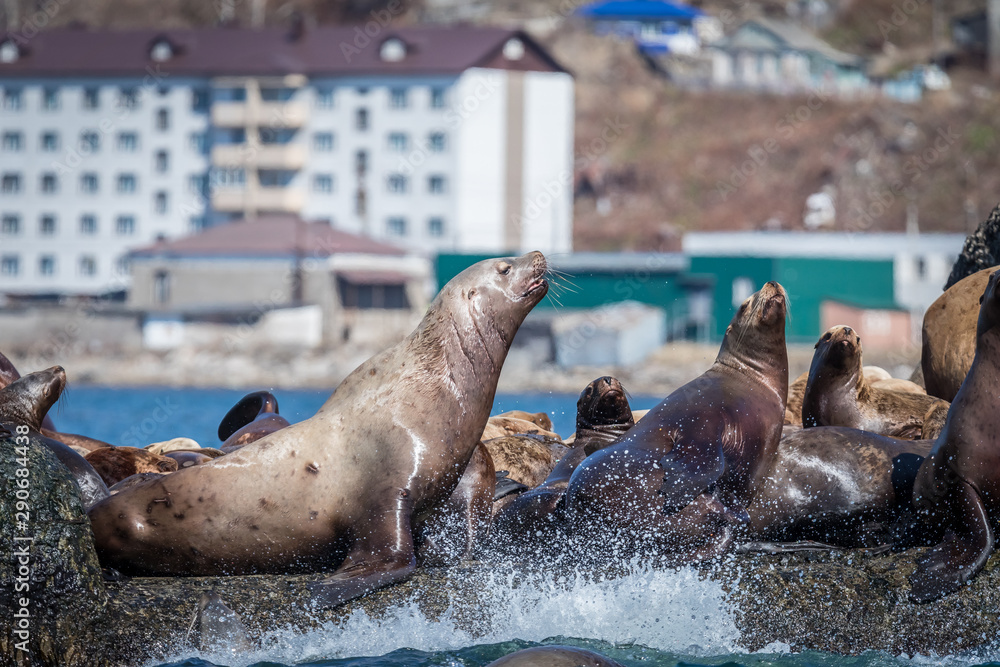 Fototapeta premium Sea lions onshore, Sakhalin island, Russia.