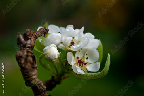 Birnenbaumblüte im Frühling photo