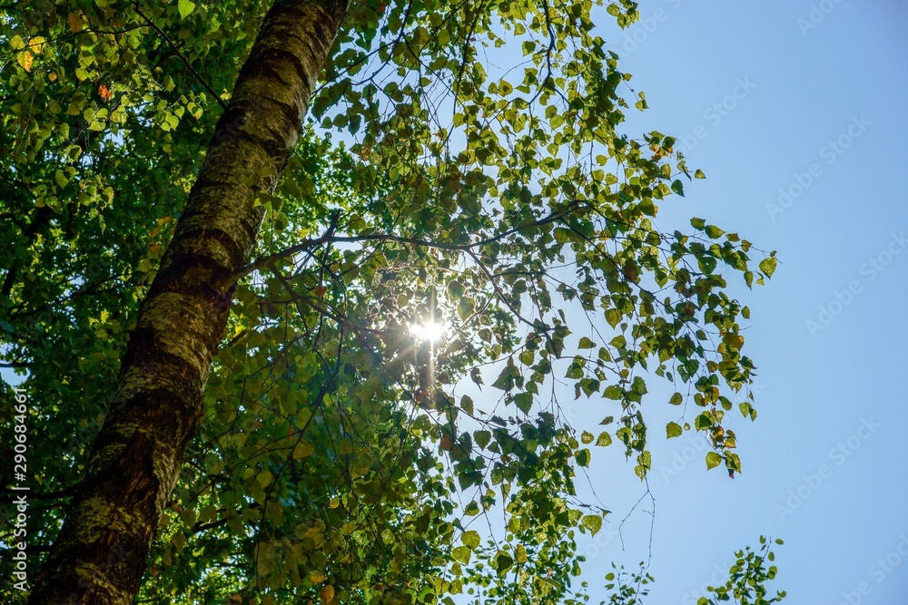 Fototapeta premium the rays of the sun break through the leaves of birch on a Sunny day 