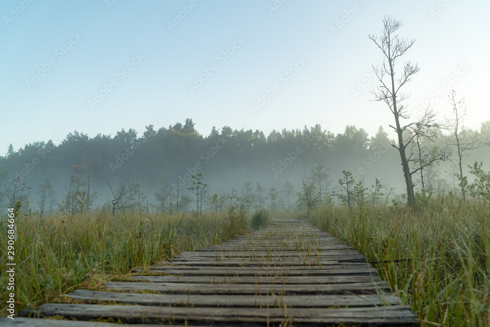 Fototapeta premium mystic path into the woods