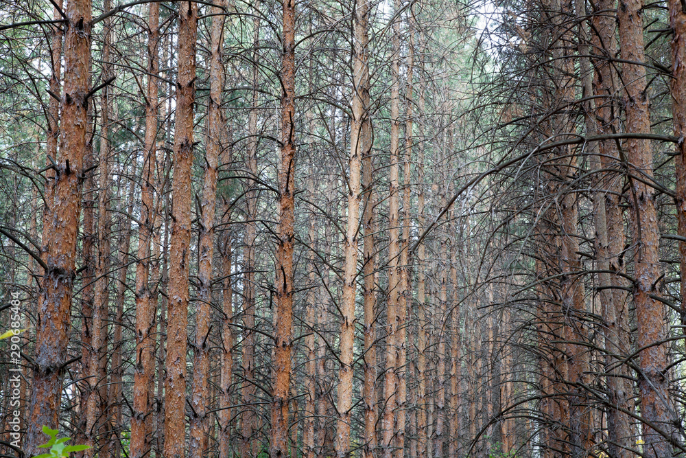 Obraz premium Autumn pine and birch forest