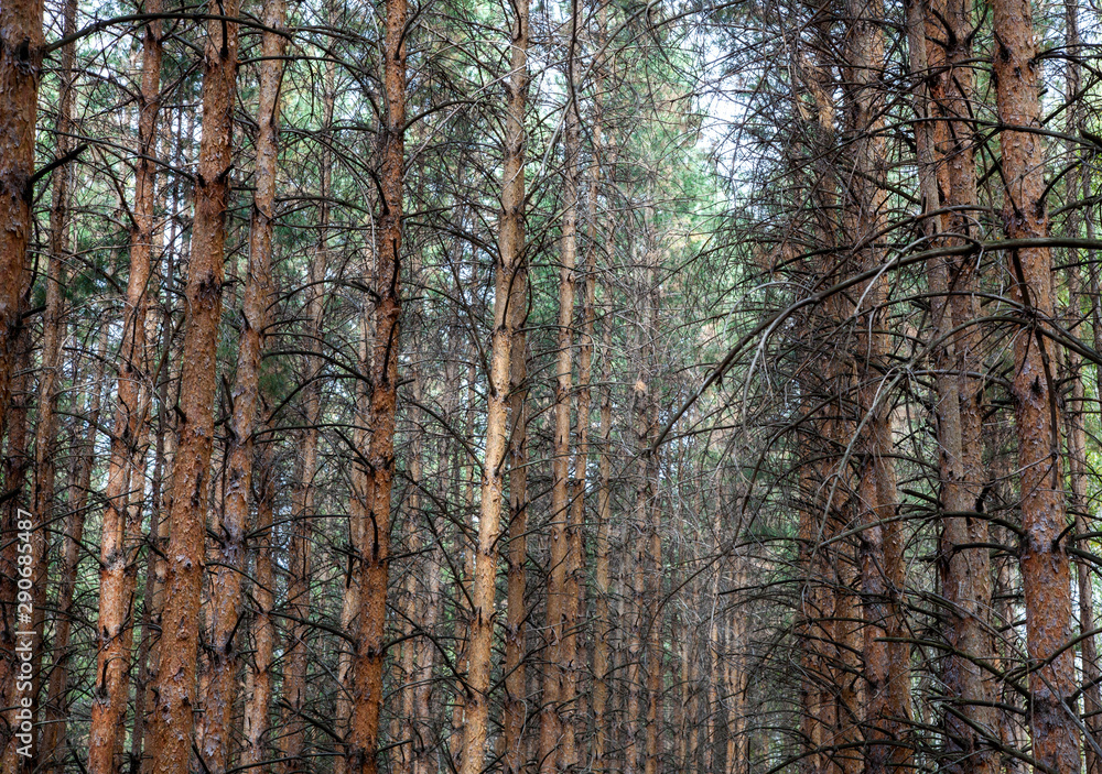 Obraz premium Autumn pine and birch forest