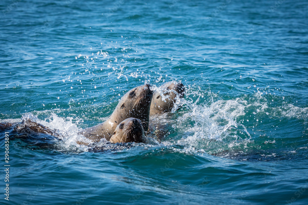 Obraz premium Sea lions in the sea, Sakhalin island, Russia.