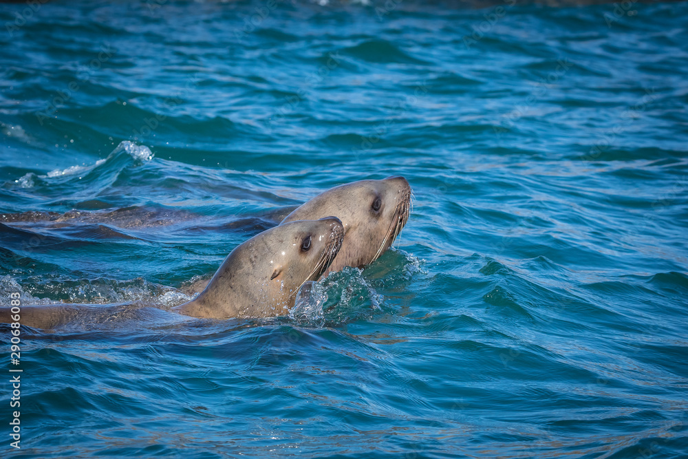Obraz premium Sea lions in the sea, Sakhalin island, Russia.