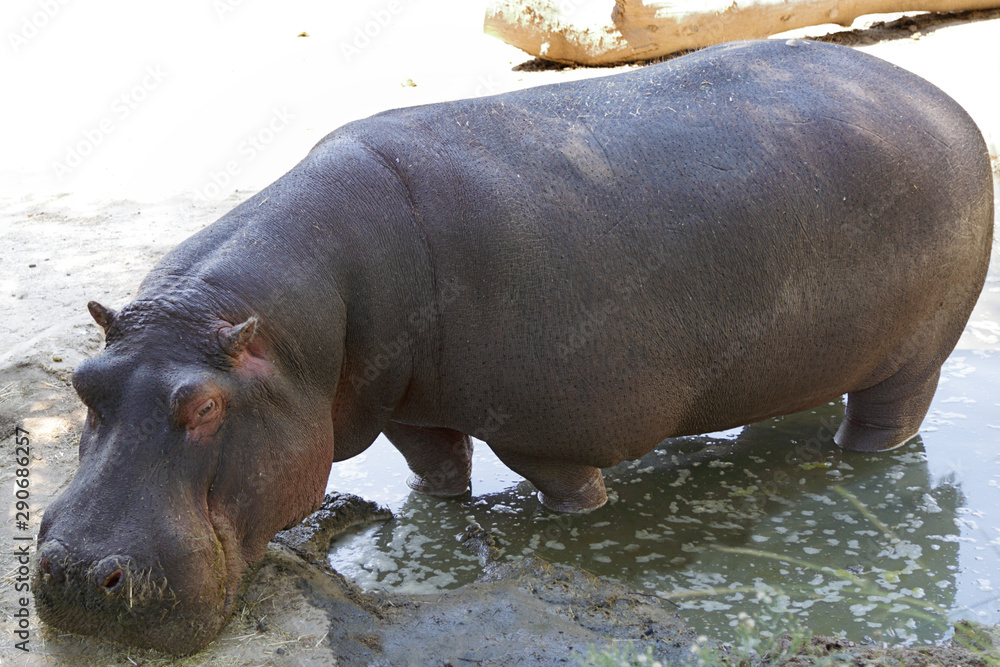 Close up of a captive common hippopotamus (hippopotamus amphibius) Close up of a captive common hippopotamus (hippopotamus amphibius)