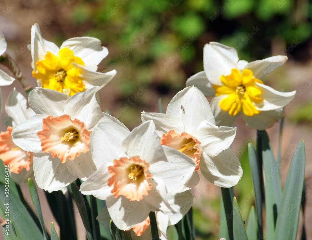 Obraz premium Narzissen im Frühling