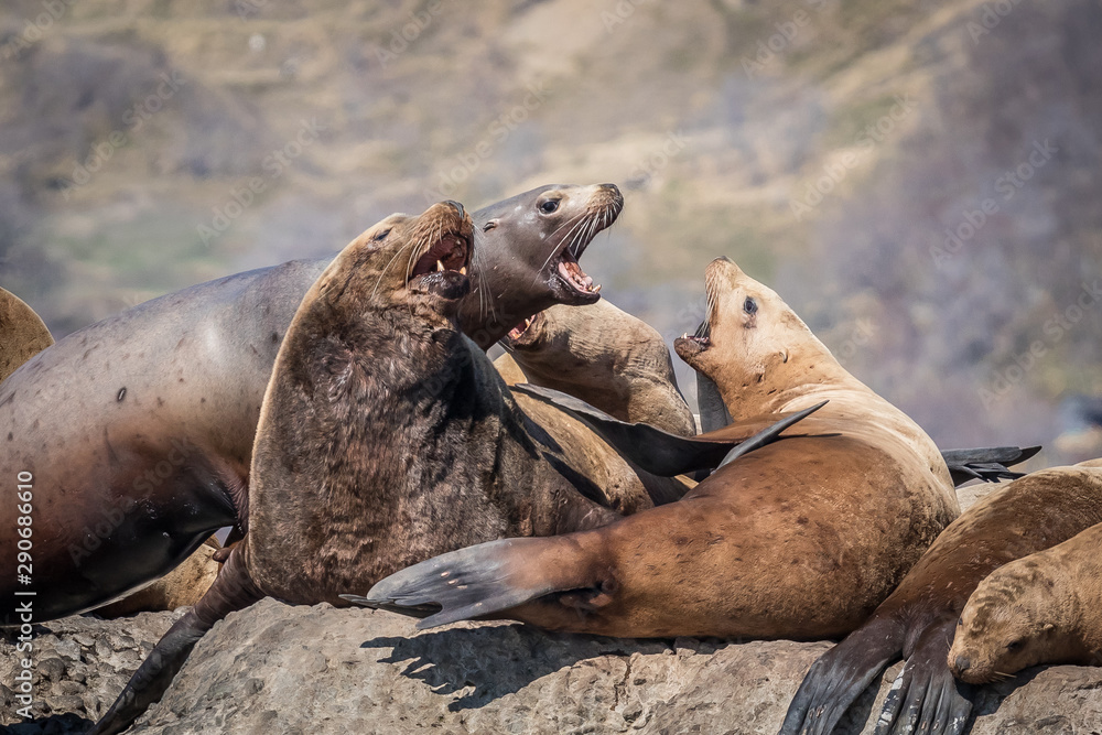 Sea lions onshore, Sakhalin island, Russia. Sea lions onshore, Sakhalin island, Russia.