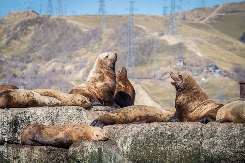 Sea lions onshore, Sakhalin island, Russia.