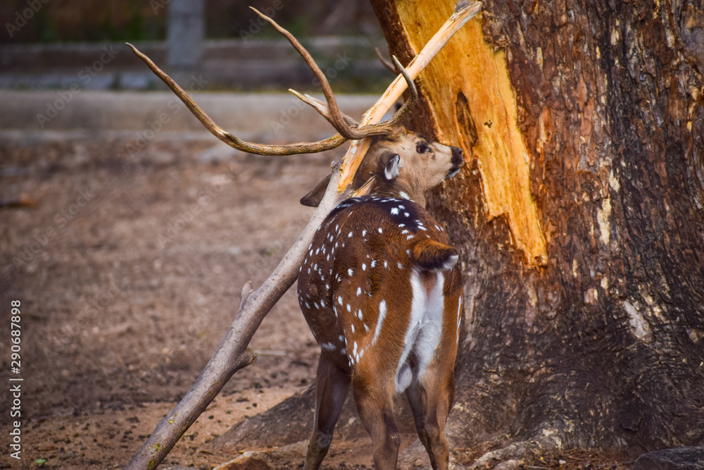 Obraz premium fallow deer in the forest