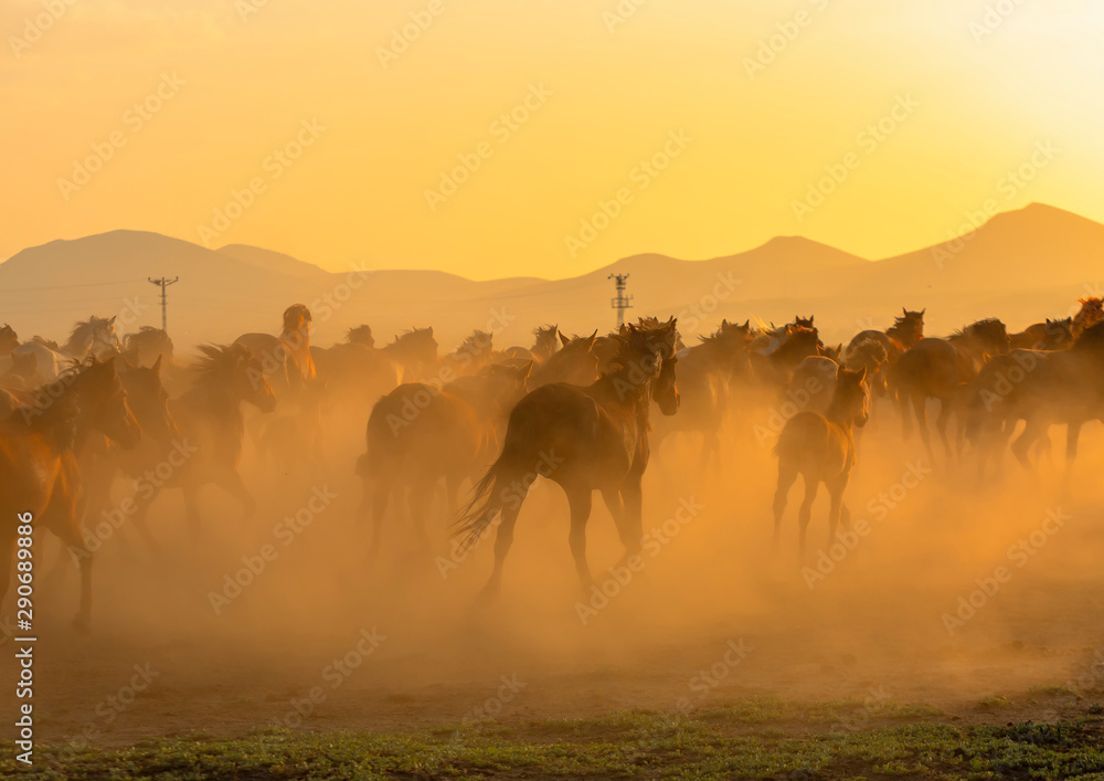 Wild Horses ( Yilki Atlari). Kayseri, Turkey.